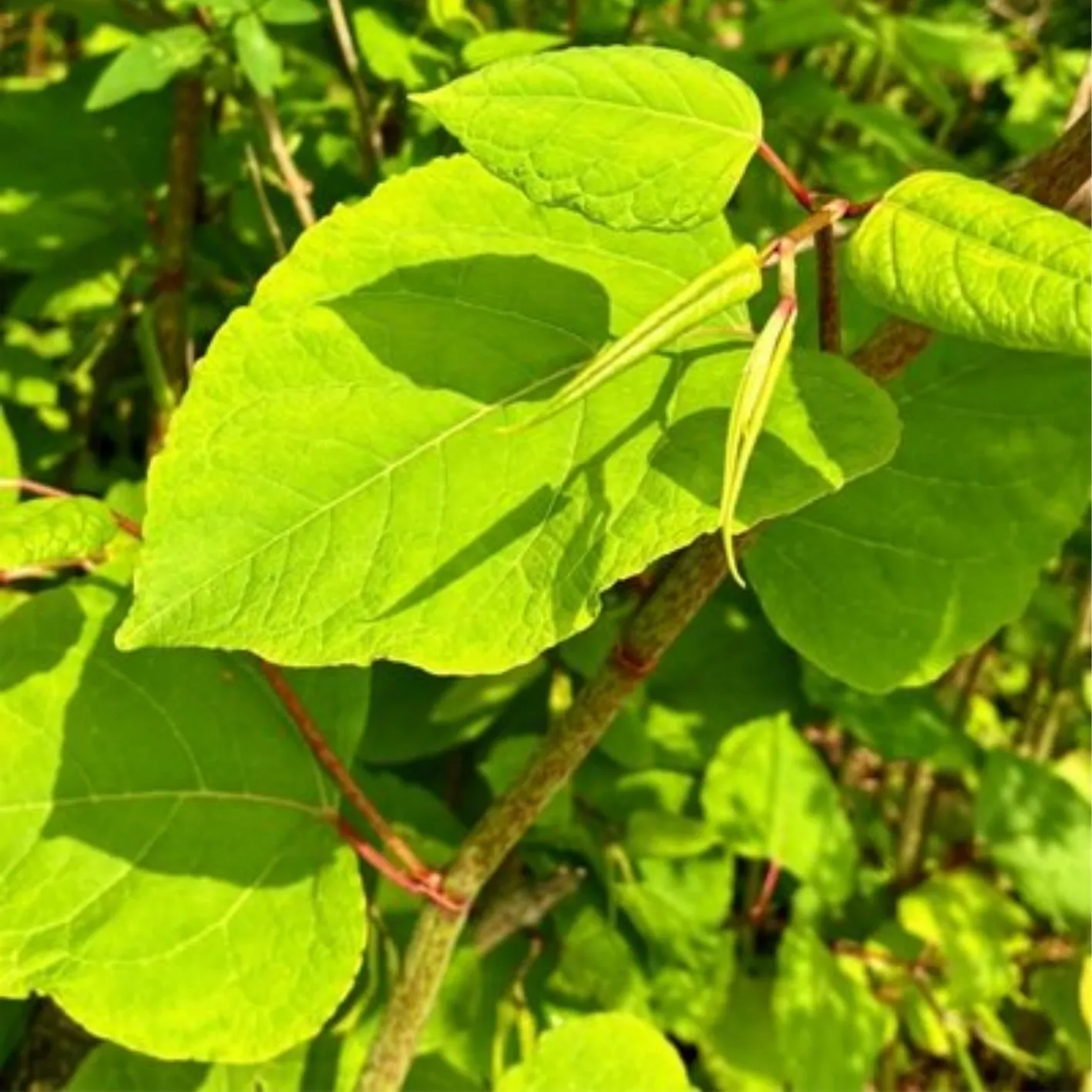 Polygonum cuspidatum Polygonum cuspidatum