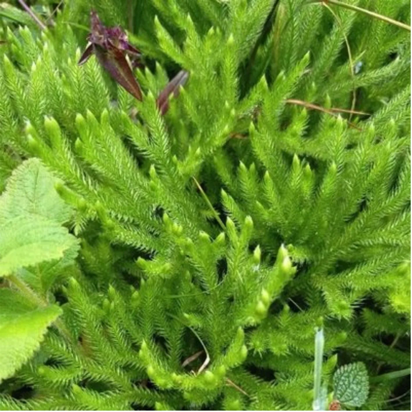 Lycopodium clavatum L. Lycopodium clavatum L.