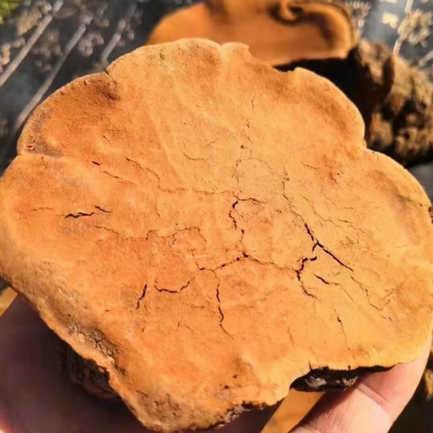 Phellinus linteus extract Phellinus linteus extract