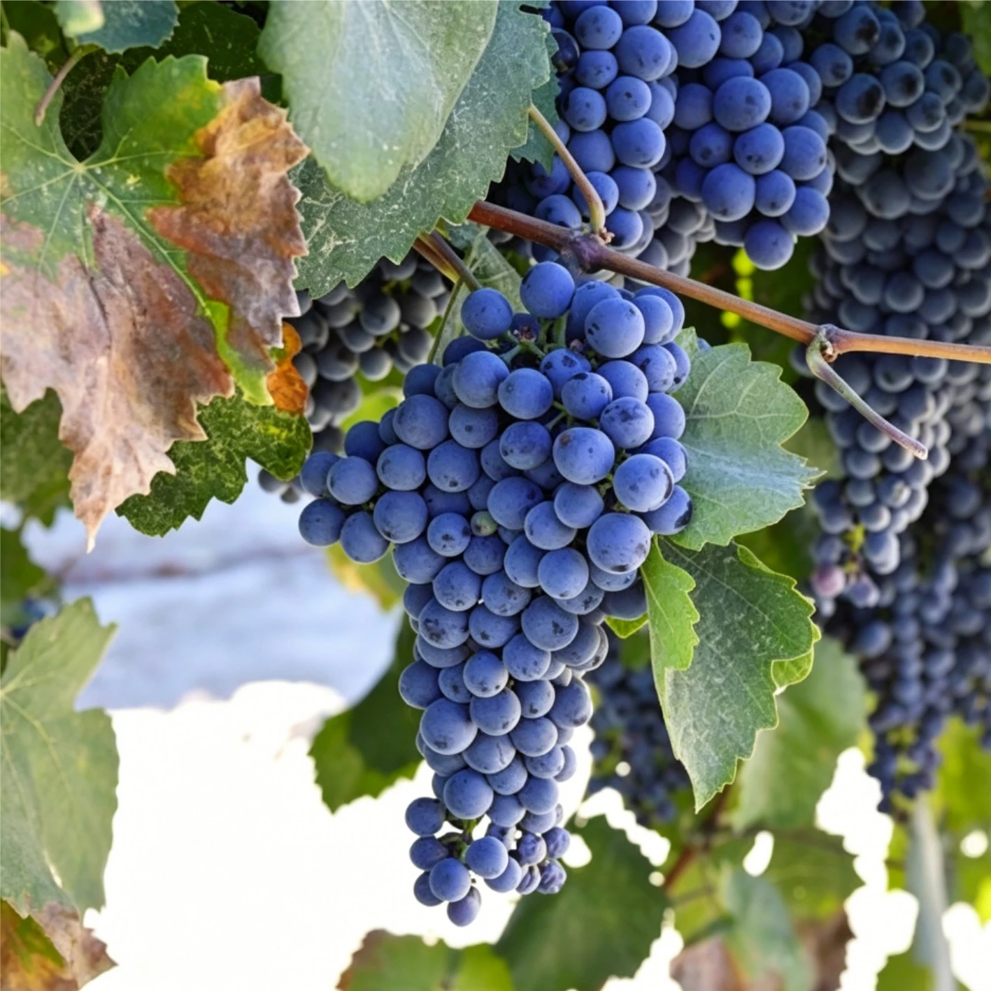 Vitis vinifera Vitis vinifera